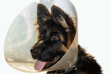Post-Op Shepherd Puppy with Bandage and Cone
