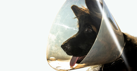 Post-Op Shepherd Puppy with Bandage and Cone