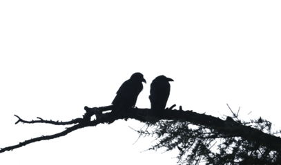 Black Crow Silhouette with Grunge Ink Splatter Frame Black and White Drip Splat Abstract Art