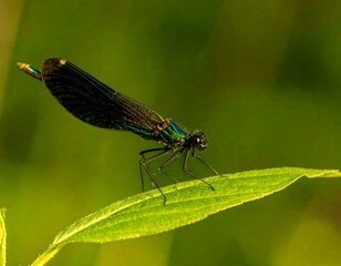 A vibrant dragonfly perched on a leaf