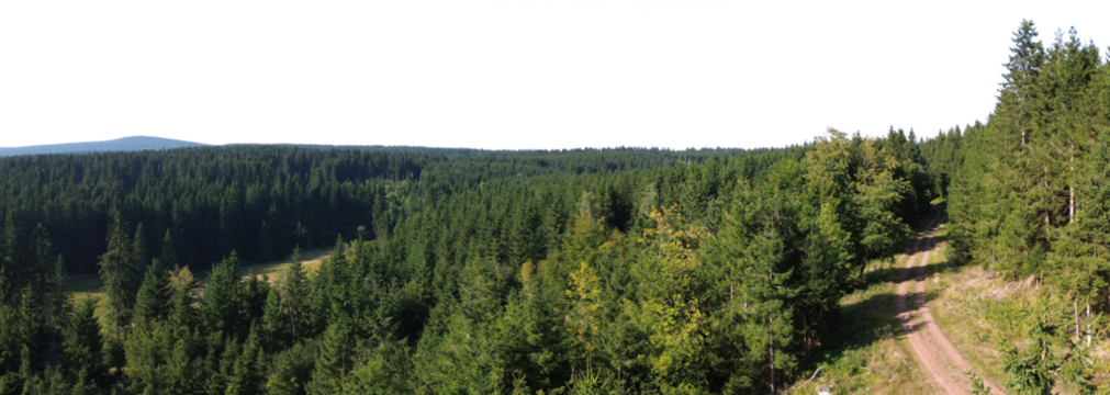 spruce tree forest landscape with sky isolated on white or transparent png - Powered by Adobe