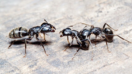 black ants on a leaf