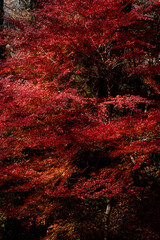 The autumn leaves at the castle-ruins park have turned red in Sakura City, Japan.