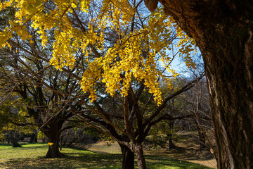 The ginkgo leaves in the park have taken on a  yellow in Sakura City, Japan.