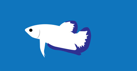 Vector illustration of betta fish, simple flat design with white body and purple fins on blue background. Perfect for aquatic, pet, wildlife, nature, and ornamental fish concept.