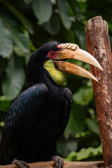 Closeup of a Rhyticeros undulatus bird 