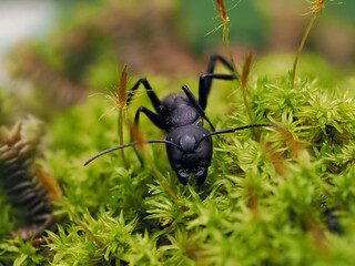 Closeup of an ant on a leaf on nature. Macro