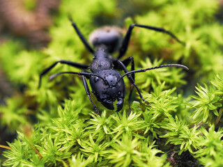 Closeup of an ant on a leaf on nature. Macro