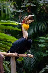 Closeup of a Rhyticeros undulatus bird 