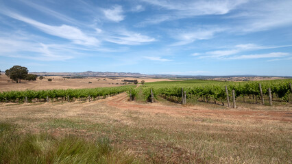 Barossa Valley Vineyard  2 - SA -AUS
