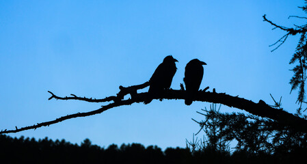 A crow perched on a branch
