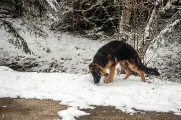 Curious Shepherd Puppy Exploring a Snowbank
