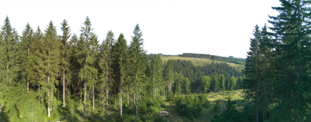 spruce tree forest landscape with sky isolated on white or transparent png