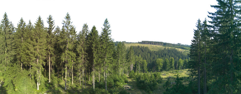 spruce tree forest landscape with sky isolated on white or transparent png