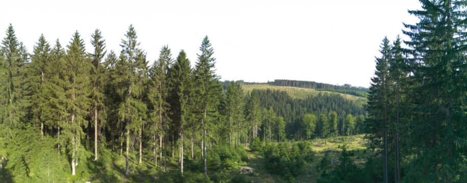 spruce tree forest landscape with sky isolated on white or transparent png - Powered by Adobe