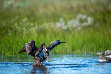 The exquisite beauty of the red-throated loon (Gavia stellata) (Icelandic red-throated loon) is a migratory water bird found in the northern hemisphere.