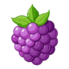 boysenberry fruit on white background