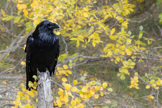 Common raven Corvus corax in its natural environment