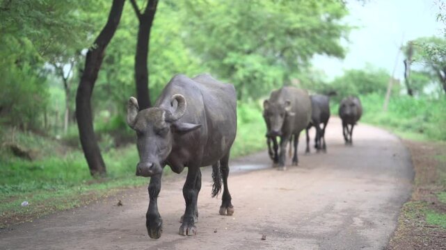 Buffaloes walking on rural road, Herd of buffaloes in village path, Domestic buffaloes returning home, Black buffalo herd on countryside road stock video.