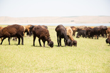 A flock of sheep grazes on a green pasture under bright daylight with hills and water in the background.