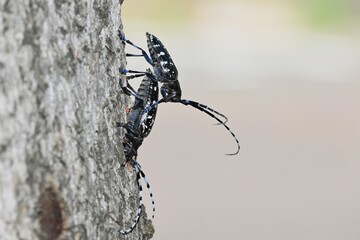 ゴマダラカミキリのペア