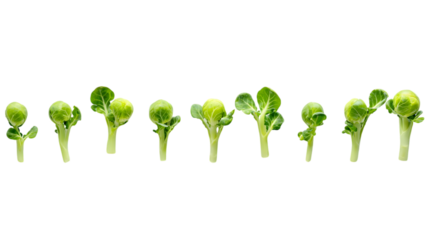 Fresh Brussels sprouts lined up showcasing vibrant green leaves and healthy growth, perfect for culinary inspiration isolated on white background