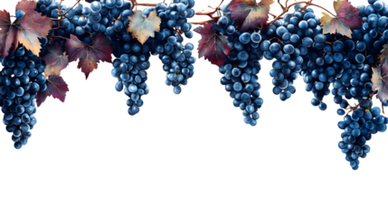 Abundant deep blue grapes with autumnal leaves cascade, perfect for harvest and wine themes isolated on white background