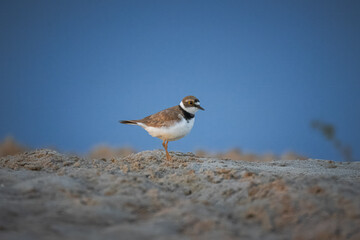 An adult Little Ringed Plover stands on the sandy riverbank, perpendicular to the camera lens, with a blue water background on a summer sunset.