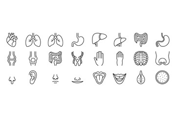 Human anatomy organs body parts line art medical