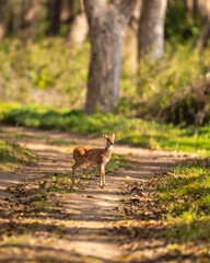 wild spotted deer or chital or axis deer fawn on forest track road block in natural scenic green background in winter season safari at jim corbett national park forest tiger reserve uttarakhand india