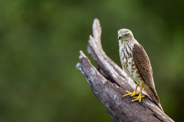 Shikra or Accipiter badius or little banded goshawk bird closeup perched in natural green background in winter season wildlife safari at ranthambore national park forest tiger reserve rajasthan india