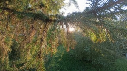 Sunlight Glimmering Through Spruce Branches A Nature Scene of Greenery, Foliage and Sun.