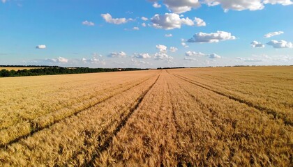 Golden field under a summer sky