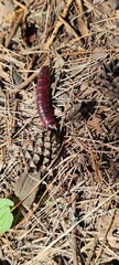 Large Red Caterpillar Crawling on Forest Floor Litter, Captivating Wildlife Encounter