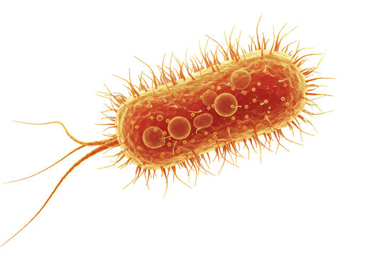 Isolated 3D Render of Escherichia coli (E. coli) Bacteria
