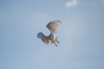 A seagull glides effortlessly through a clear blue sky with wings outstretched.