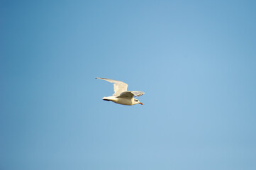 A seagull with outstretched wings glides effortlessly through a clear blue sky.