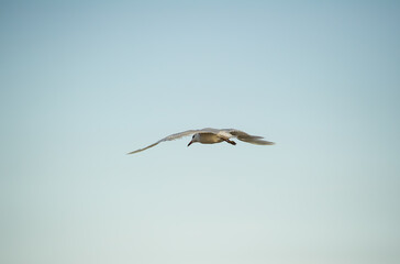 A graceful seagull soars through a clear blue sky with wings fully extended.