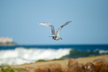 A graceful seagull soars through a clear blue sky with wings fully extended.