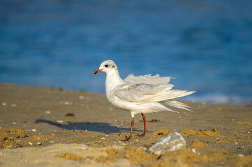 A white seagull with a red beak and legs stands on a breezy beach with ocean waves behind.