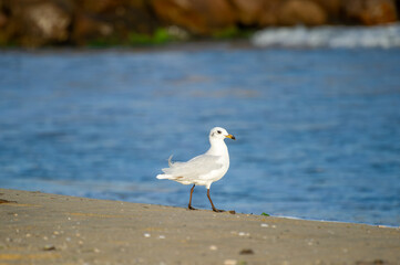 A seagull with a red beak and legs stands calmly on a sandy beach with the ocean behind.