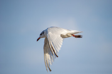 A seagull with a red beak and black head markings glides gracefully through a clear blue sky.
