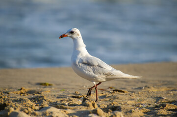 A seagull with a red beak and legs stands calmly on a sandy beach with the ocean behind.