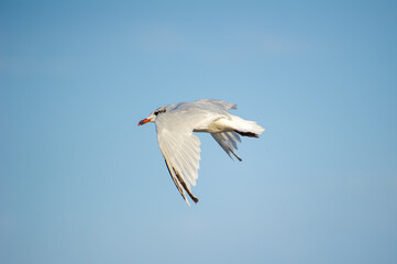 A seabird with a red beak soars gracefully through a clear blue sky.