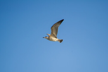 A seagull glides effortlessly through a clear blue sky with wings outstretched.