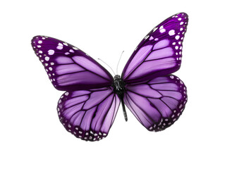 Fototapeta premium A vibrant purple butterfly with intricate patterns perched elegantly. Its delicate wings flutter beautifully, capturing the essence of nature's artistry.