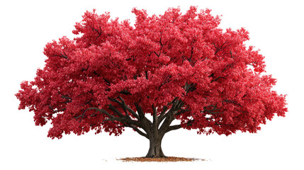 Ruby Canopy: A vibrant tree stands in full bloom with radiant red foliage, displaying the beauty of nature. This captivating image encapsulates the splendor of the season.