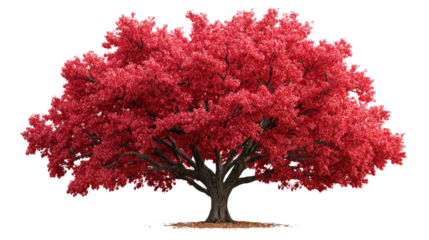 Ruby Canopy: A vibrant tree stands in full bloom with radiant red foliage, displaying the beauty of nature. This captivating image encapsulates the splendor of the season.