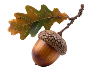 A close-up of a beautifully detailed acorn and oak leaf. This natural composition is perfect for nature-themed projects, illustrating growth and resilience.