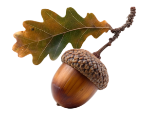 A close-up of a beautifully detailed acorn and oak leaf. This natural composition is perfect for nature-themed projects, illustrating growth and resilience.